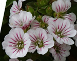 Gypsophila cerastioides