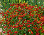 Helenium rubinzwerg