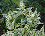 Heliopsis scabra lorainesunshine