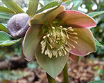 Helleborus purpurascens