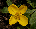 Hylomecon japonica