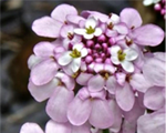Iberis pinkice
