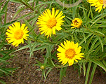 Inula compacta ensifolia