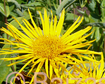 Inula helenium