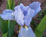 Iriss bluedenim