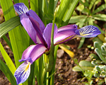 Iris graminea
