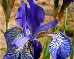 Iris sibirica zils