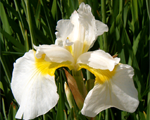 Iris dreamingyellow