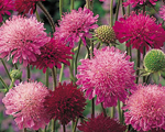 Knautia meltonpastelsmix
