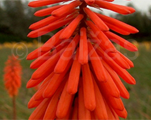 Kniphofia nancyred