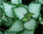 Lamium beaconsilver