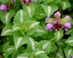 Lamium maculatum chequers