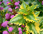 Lamium maculatum goldenanniversary