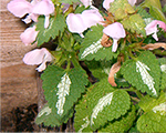 Lamium maculatum pinkpearl
