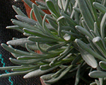 Lavandula edelweiss