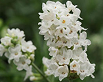 Lavandula ellagancesnow