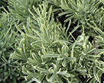Lavandula platinumblonde