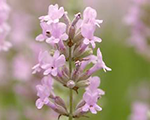 Lavandula rosea