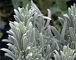 Lavandula silvermist