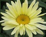 Leucanthemum bananacream