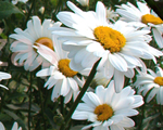 Leucanthemum dandy