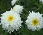 Leucanthemum fionagoghill