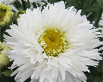 Leucanthemum laspider