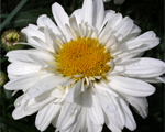 Leucanthemum paladin