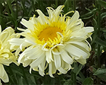 Leucanthemum realcharmer