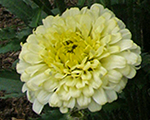 Leucanthemum realdream