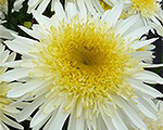 Leucanthemum realglory