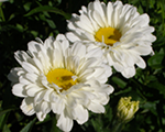 Leucanthemum victoriansecret