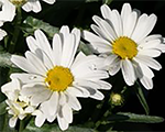 Leucanthemum westernstarleo