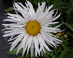 Leucanthemum bishopstone