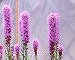Liatris spicata