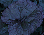 Ligularia brittmarycrowford