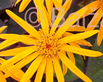 Ligularia othello dentata