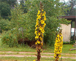 Ligularia sibirica