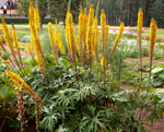 Ligularia skeltlapu