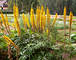 Ligularia przewalskii