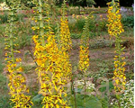 Ligularia therocket