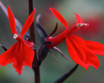 Lobelia queenvictoria
