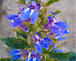 Lobelia bluecardinal