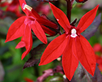 Lobelia fanscarlet