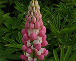 Lupinus gallerypink