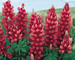 Lupinus galleryred