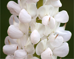 Lupinus gallerywhite