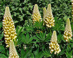 Lupinus galleryyellow