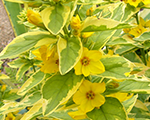 Lysimachia goldenalexander