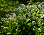 Lysimachia clethroides